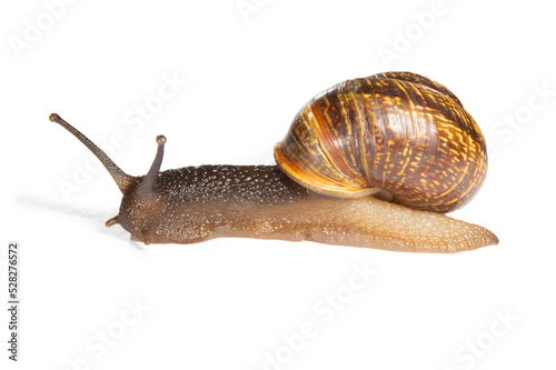 A snail with protruding horns-eyes carries a shell on its back