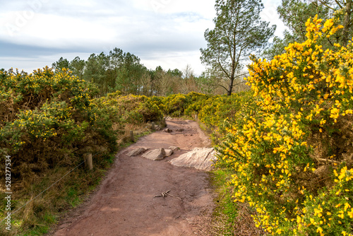 chemin de randonnée en foret de brocéliande