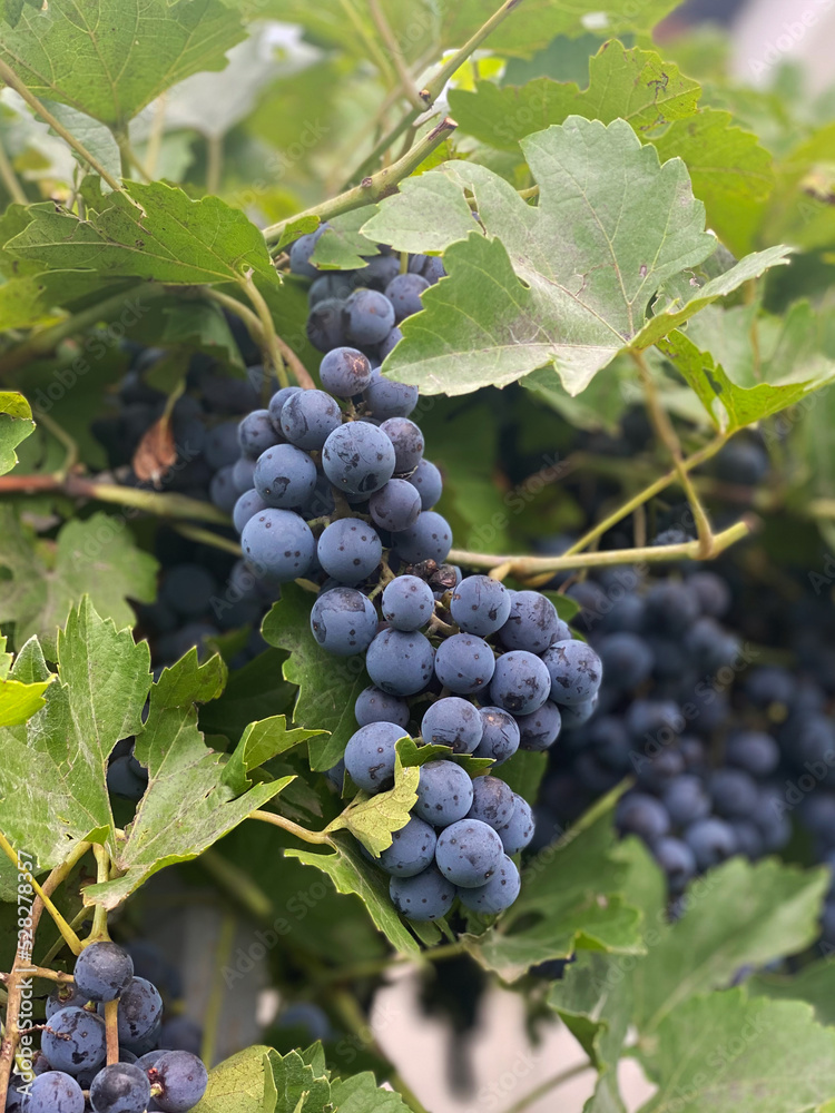 Grape at vineyard plant in sunnyday 