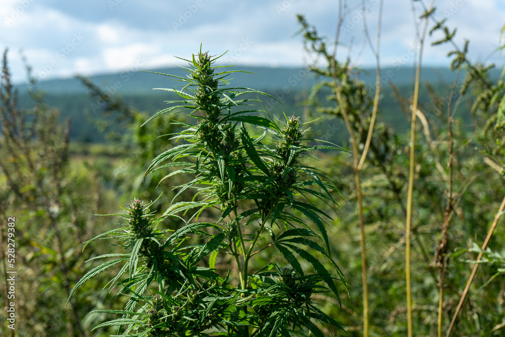 Marijuana is green wild. Ripe hemp with green leaves. Cannabis.