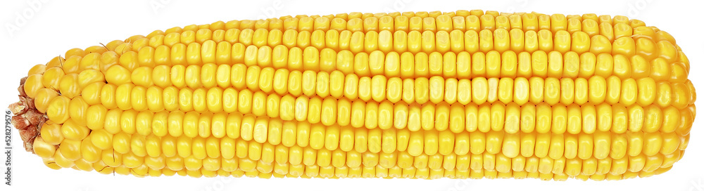 whole ear of corn whole ear of corn