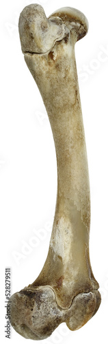 bone of lamb leg isolated photo