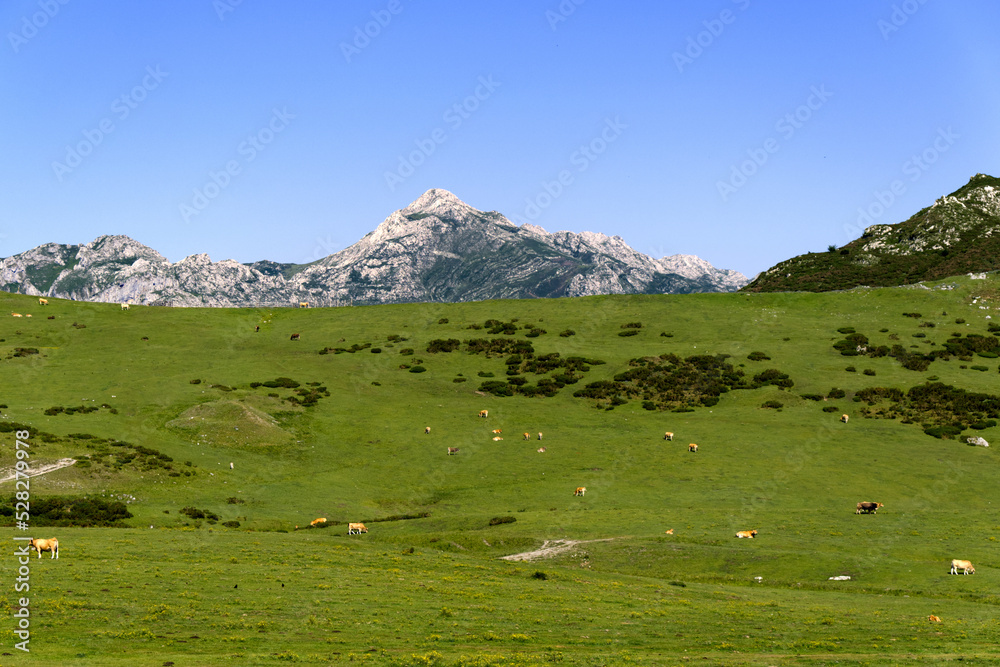 Picos de Europa, Spain - Cows Grazing by Lake Ercina