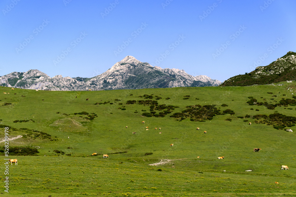 Picos de Europa, Spain - Cows Grazing by Lake Ercina Picos de Europa, Spain - Cows Grazing by Lake Ercina