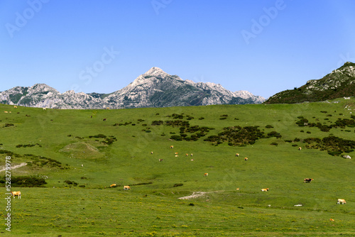 Picos de Europa, Spain - Cows Grazing by Lake Ercina