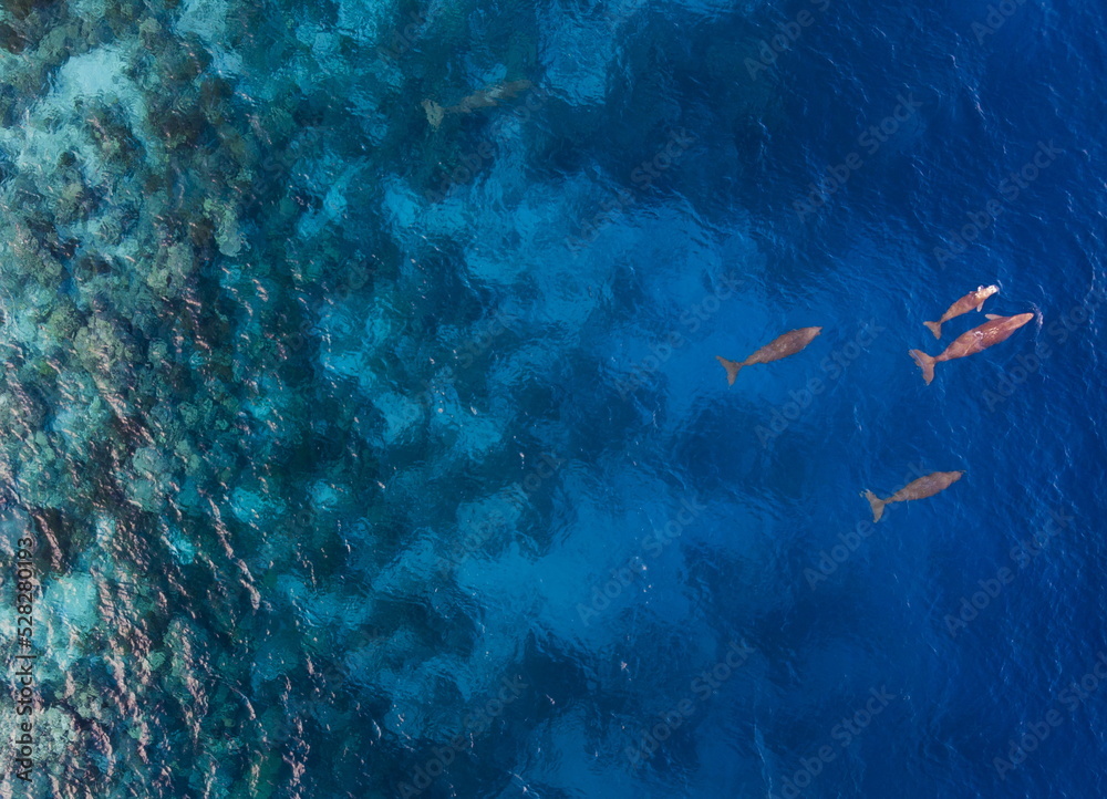 Aerial view of four dugongs dugon dugon swimming in ocean sangihe