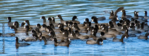 Flock of American Coots on a lake, British Columbia, Canada photo