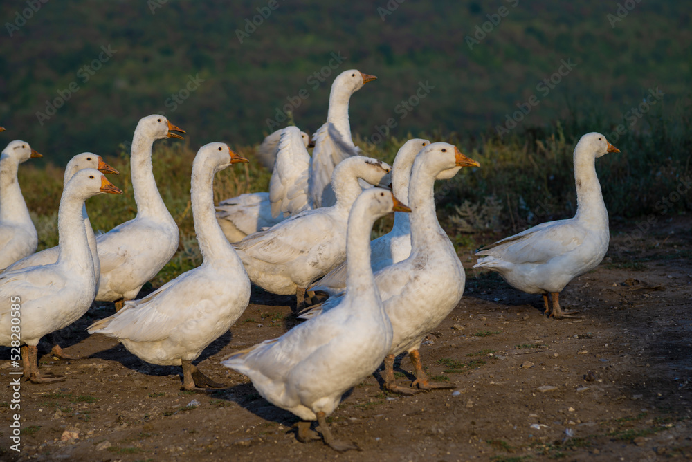 Fotografie Geese in the grass, domestic bird, flock of geese