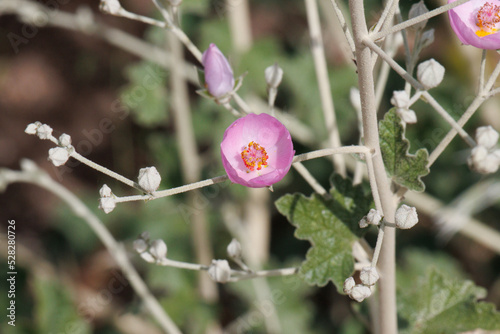 Pink flowering determinate cymose panicle inflorescences of Chaparral Mallow, Malacothamnus Fasciculatus, Malvaceae, native monoclinous deciduous shrub in the Coachella Valley Desert, Springtime. photo