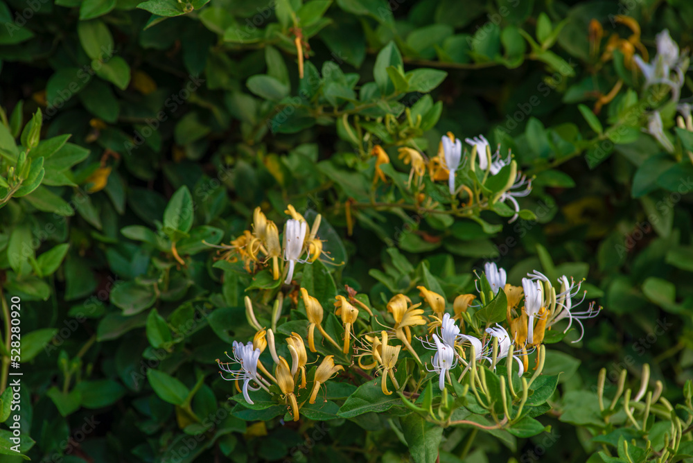 Φωτογραφία Japanese honeysuckle (lonicera japonica) in the garden, Japanese honeysuckle natural floral background, Moldova