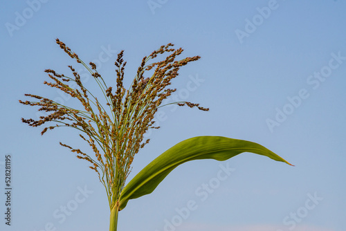 Golden Proso millet Panicum miliaceum  ripe seedhead in the summer field blue sky plant Moldova. photo