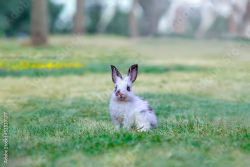 草原に座り遠くを見つめる白ウサギ