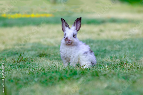 草原に座り遠くを見つめる白ウサギ