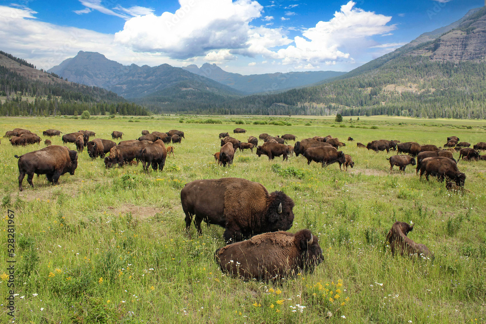 Wild bisons in Yellowstone National Park, USA	