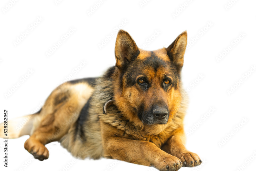 close-up of a German shepherd with intelligent eyes and protruding tongue. Dog is a friend of man.