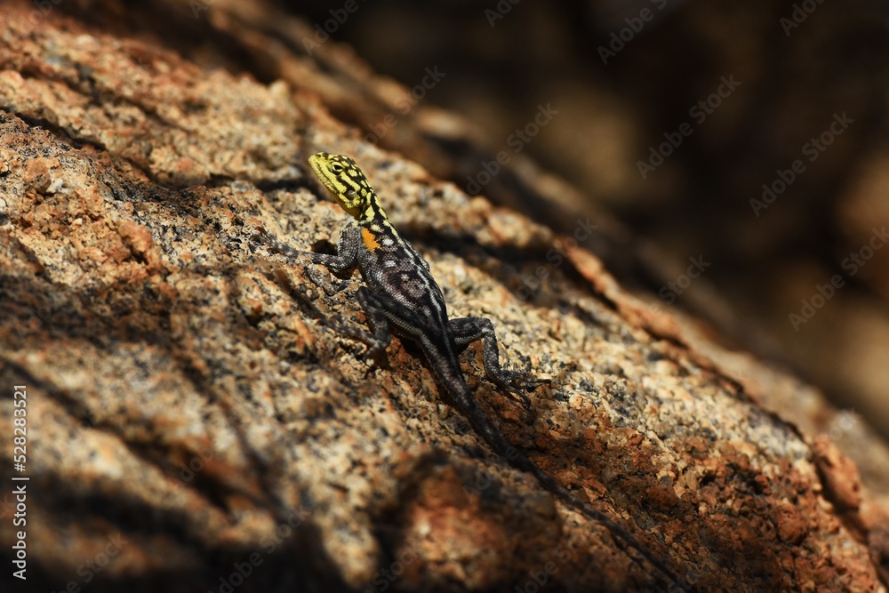 Eine Agame (genus agama) sonnt sich auf einem Stein im Erongo Gebirge in Namibia. 