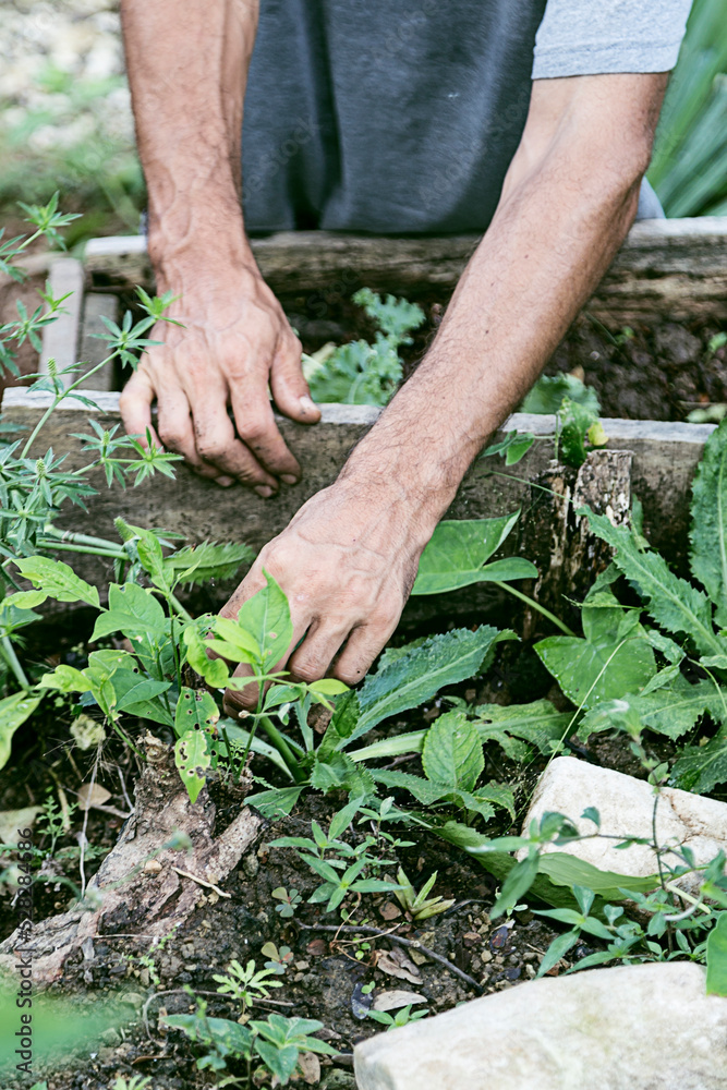 Fototapeta premium Man working very carefully with plants and vegetables in the garden