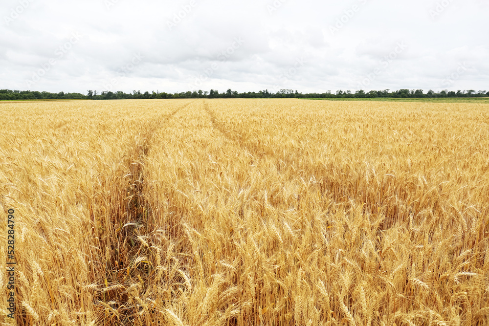 Beautiful agricultural field with ripe wheat crop on cloudy day