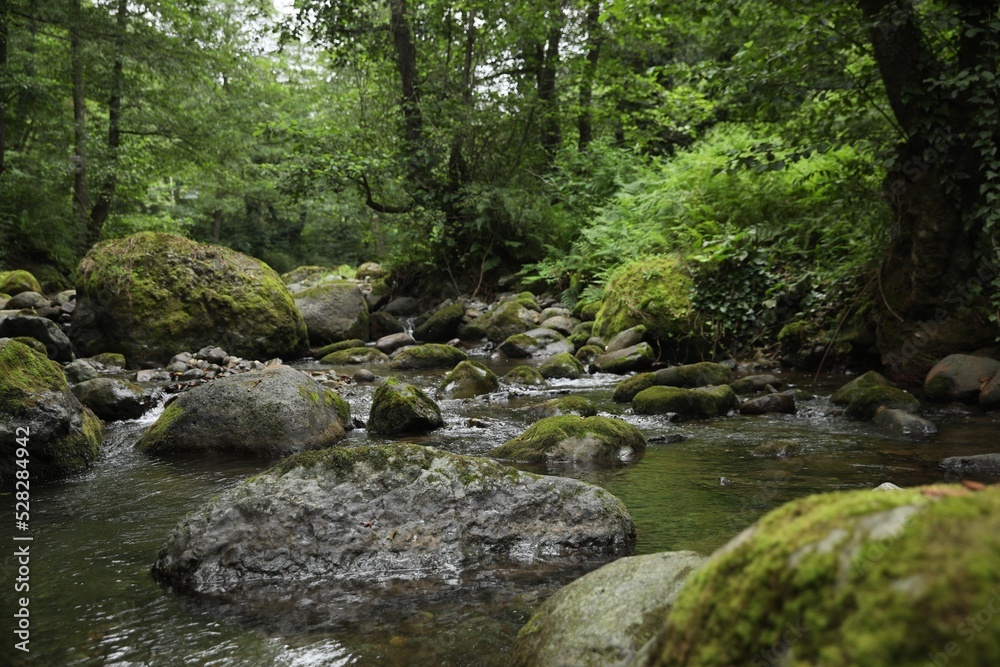 Picturesque view of mountain river, stones and green plants in forest Picturesque view of mountain river, stones and green plants in forest