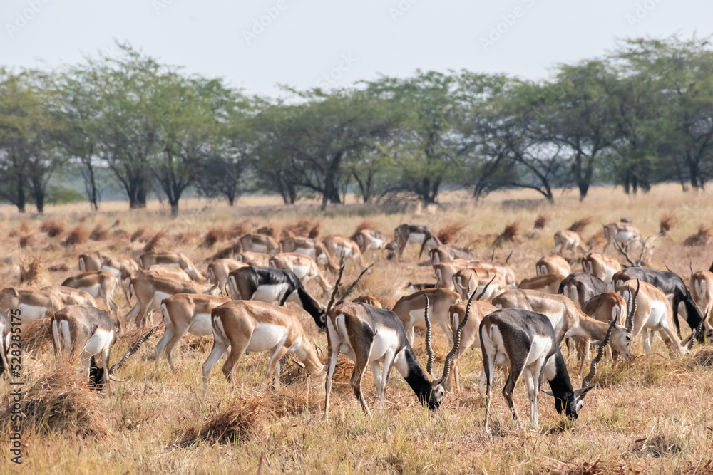 A large herd of Blackbucks aka Antilope cervicapra grazing in the grasslands of the Velavadar National Park near Bhavnagar in Gujarat, India. A large herd of Blackbucks aka Antilope cervicapra grazing in the grasslands of the Velavadar National Park near Bhavnagar in Gujarat, India.