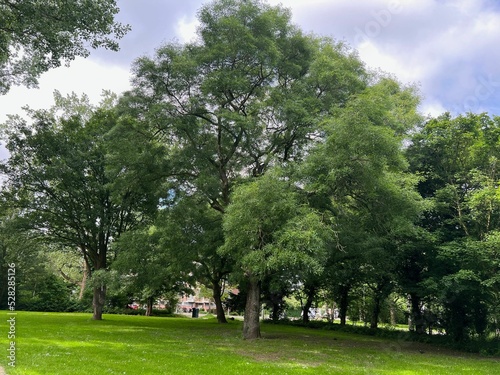 Beautiful view of green park on sunny day