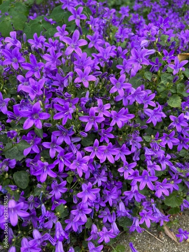 Beautiful bellflowers growing in garden, closeup view