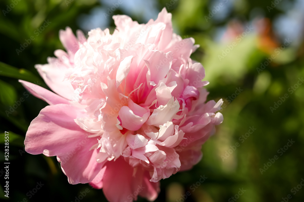 Wonderful pink peony in garden, closeup. Space for text Wonderful pink peony in garden, closeup. Space for text