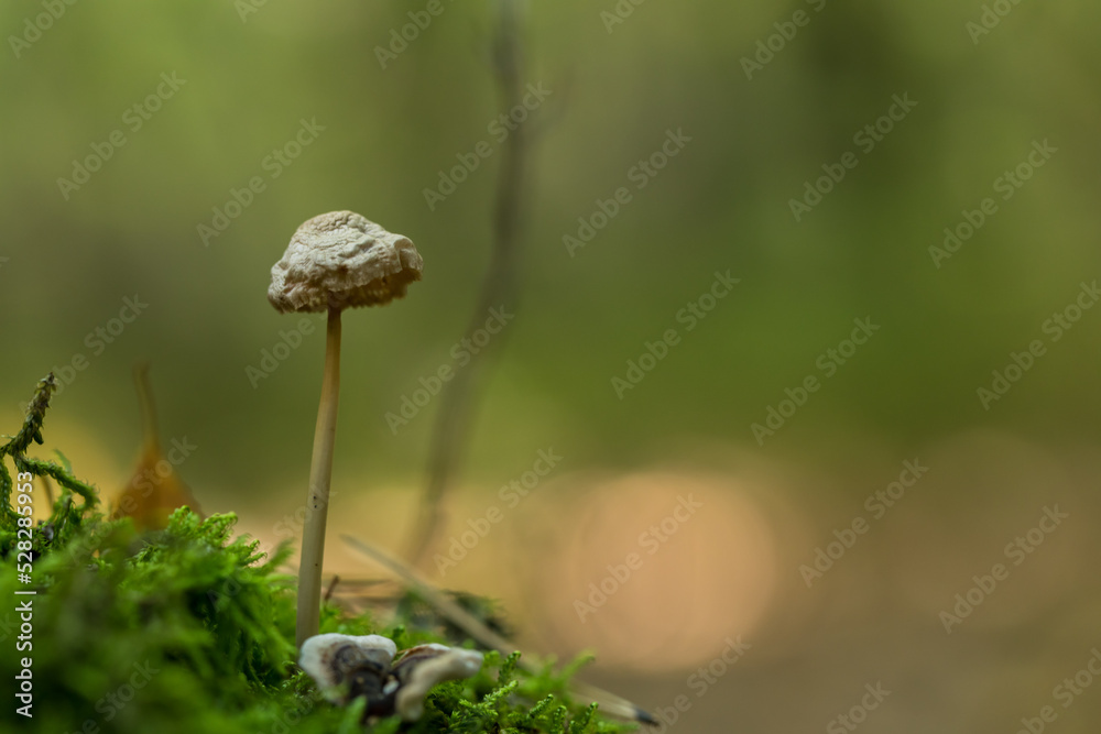 Poisonous, inedible mushrooms in the autumn forest. Poisonous, inedible mushrooms in the autumn forest.