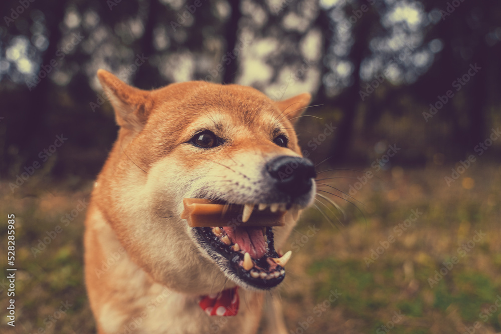 Shiba inu dog eating dog food stick Shiba inu dog eating dog food stick