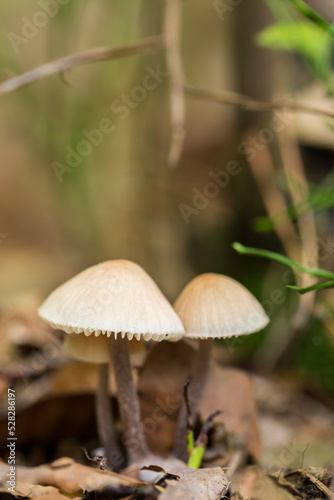 Poisonous, inedible mushrooms in the autumn forest.