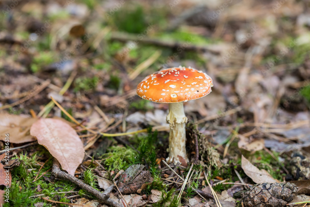 Poisonous, inedible mushrooms in the autumn forest. Poisonous, inedible mushrooms in the autumn forest.