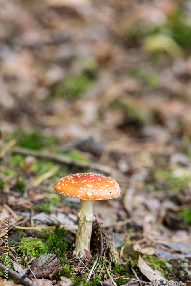 Poisonous, inedible mushrooms in the autumn forest. Poisonous, inedible mushrooms in the autumn forest.
