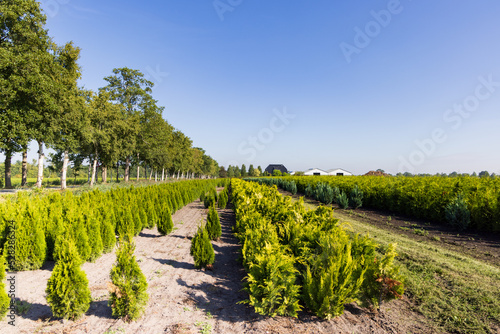 Landscape tree nursery in Niebert municipality Westerkwartier in Groningen province the Netherlands photo