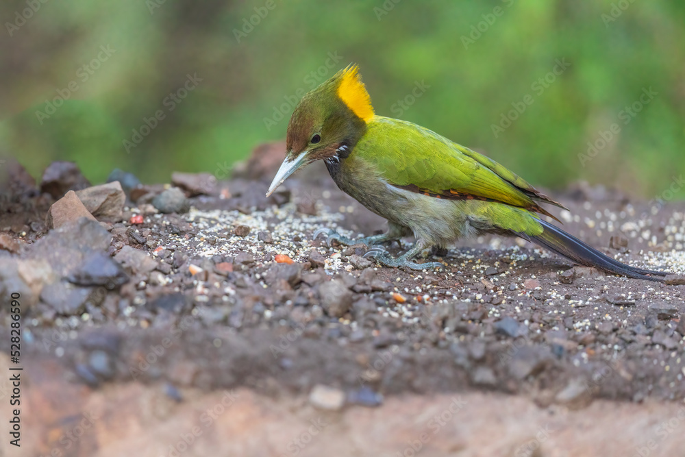 Greater yellownape (Chrysophlegma flavinucha) at Pangot, Uttarakhand, India Greater yellownape (Chrysophlegma flavinucha) at Pangot, Uttarakhand, India