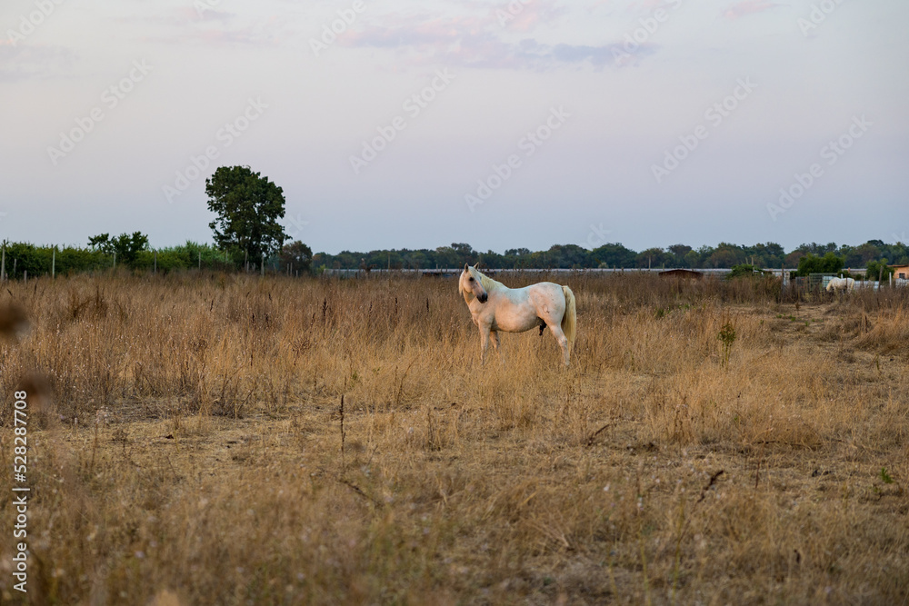 Cheval blanc de Camargue dans un enclos du petit marais de Candillargues au coucher du soleil Cheval blanc de Camargue dans un enclos du petit marais de Candillargues au coucher du soleil