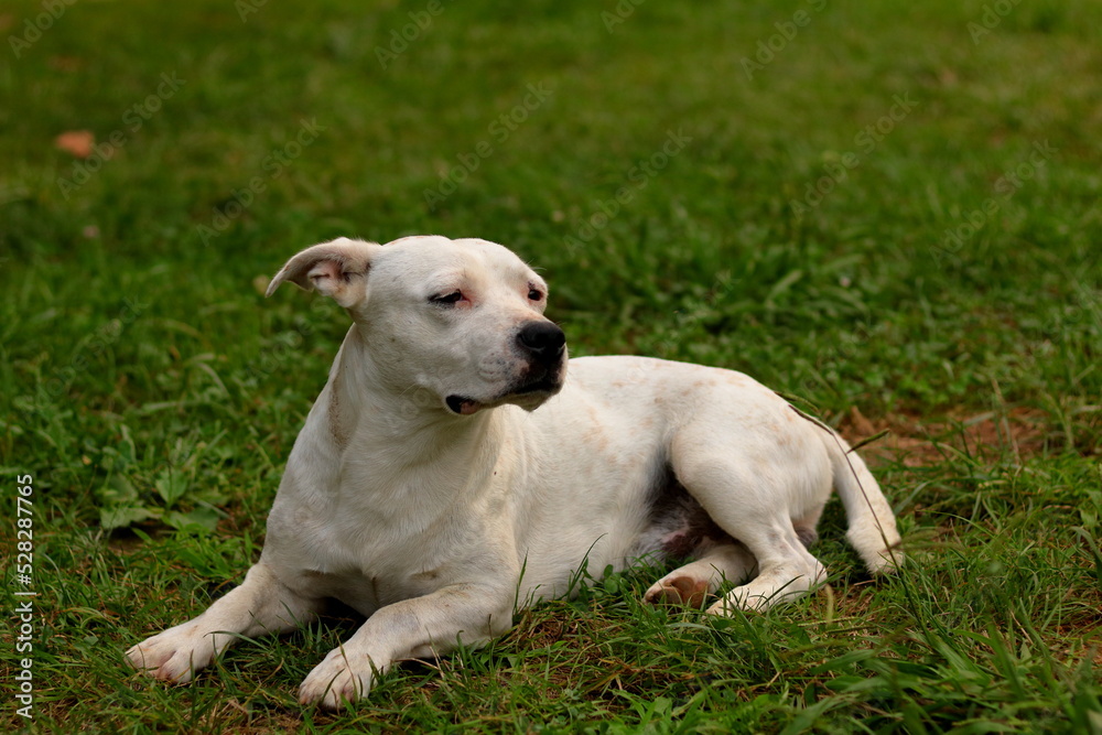 Park çimleri üzerinde etrafı izleyen pitbull cinsi bir köpek Park çimleri üzerinde etrafı izleyen pitbull cinsi bir köpek