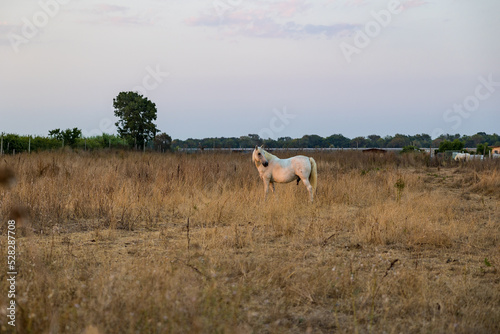 Cheval blanc de Camargue dans un enclos du petit marais de Candillargues au coucher du soleil