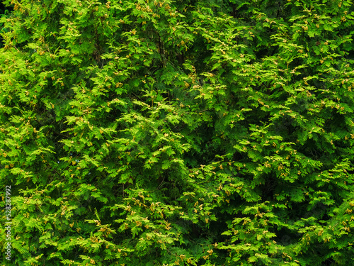 Thuja greenery with green and brown buds, as a background