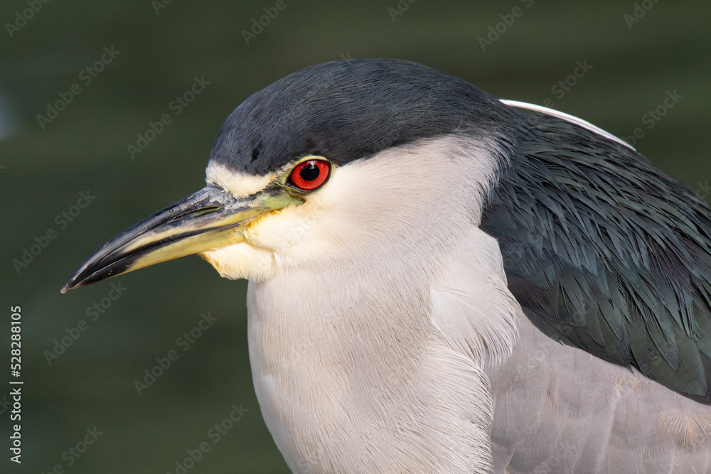 Black-crowned Night Heron (Nycticorax nycticorax) Black-crowned Night Heron (Nycticorax nycticorax)