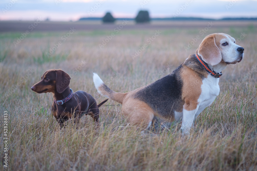 beagle and dachshund dogs play on a walk on a summer evening beagle and dachshund dogs play on a walk on a summer evening