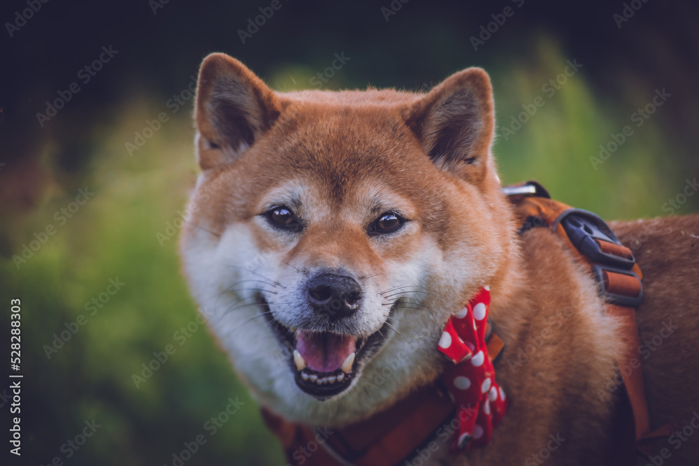 Beautiful wallpaper of shiba inu dog with a red bow tie