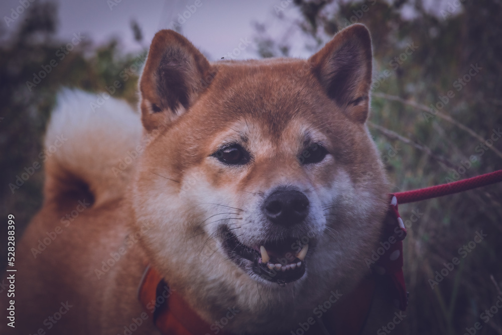 Beautiful portrait of a shiba inu dog with a red bow tie with a vintage tilf shift lens