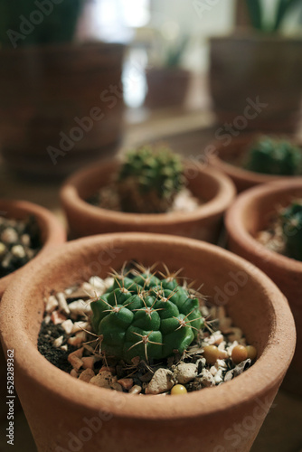 Growing small cactus in clay pot decorated on wood table