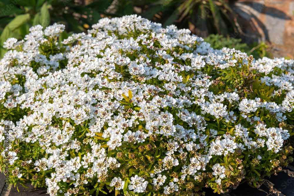 Evergreen candytuft (iberis sempervirens) flowers in bloom Evergreen candytuft (iberis sempervirens) flowers in bloom