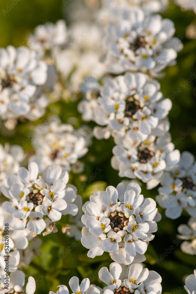 Evergreen candytuft (iberis sempervirens) flowers in bloom Evergreen candytuft (iberis sempervirens) flowers in bloom