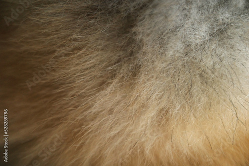 Close up Natural hair and fur of dog, Pomeranian fur of dog spitz type 