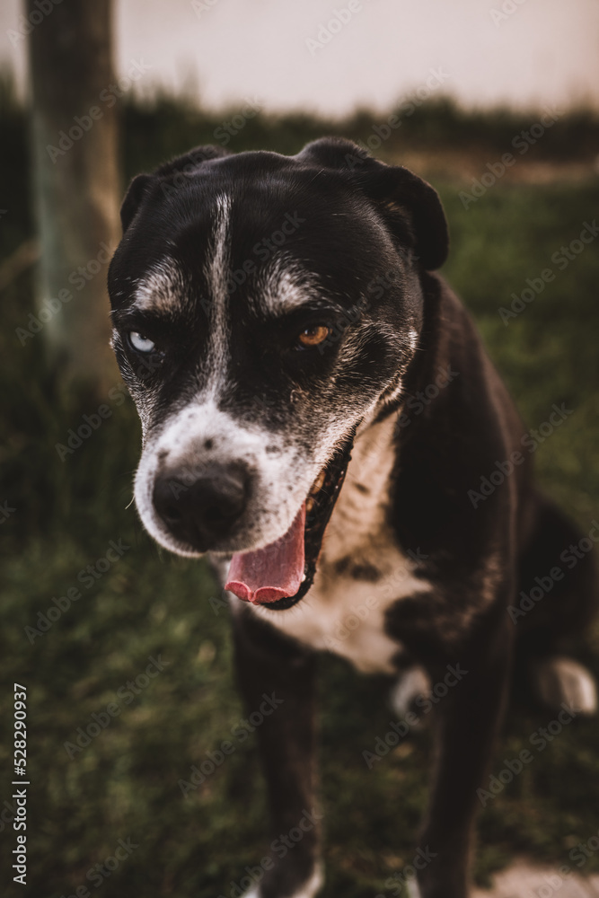 Portrait of dog with 2 different eyes colour