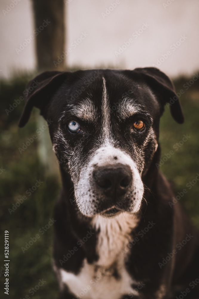 Portrait of dog with 2 different eyes colour