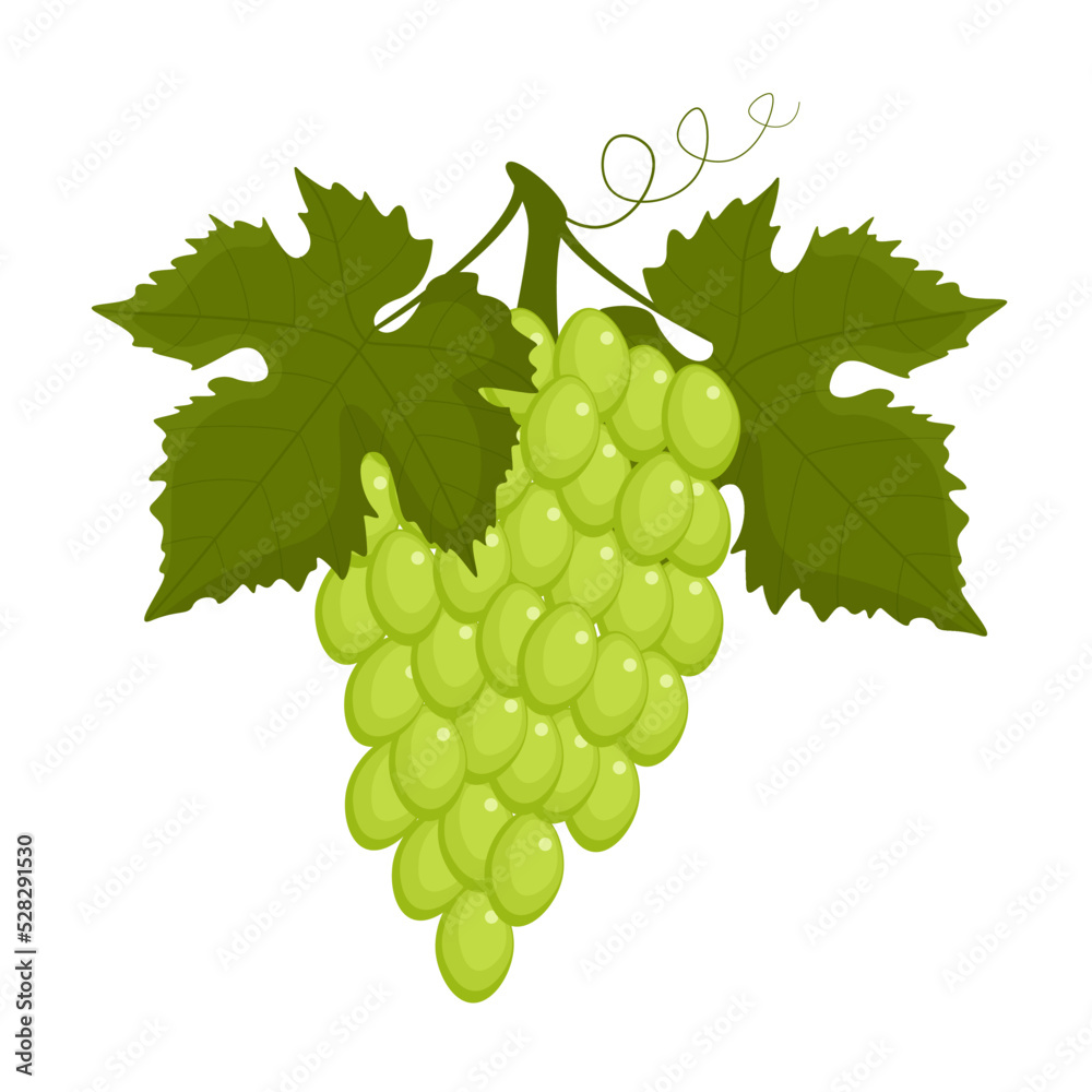 Fototapeta premium White grape isolated on white background in flat style.