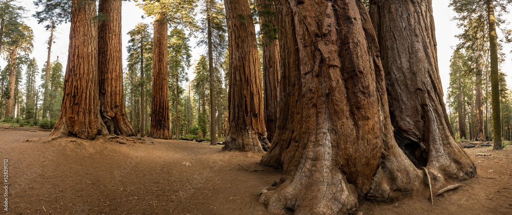 Panorama of the Base of Sequoias in Grove Panorama of the Base of Sequoias in Grove